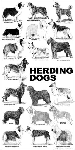 Breed Posters - Herding Dogs (18" X 36")