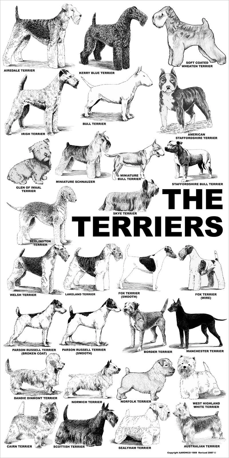 Breed Posters - The Terriers (18" X 36")